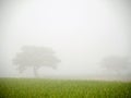 The mist over the green rice field and two big trees Royalty Free Stock Photo