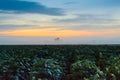 Mist Over The Potato Fields Royalty Free Stock Photo