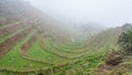 mist over rice terraced gardens Royalty Free Stock Photo