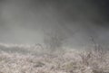 Mist rises off a thawing field in the morning light