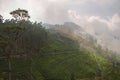 Mist rising over the hill with the tea plantations. Royalty Free Stock Photo