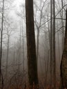 Mist rising in the trees