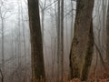 Mist rising in the trees