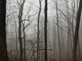 Mist rising in a treescape