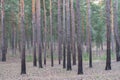 Mist is seen behind pine trees at the sunrise