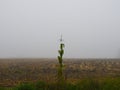 Mist shrouded corn field with one lone cornstalk Royalty Free Stock Photo