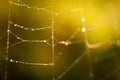 Mist On A Spider Web