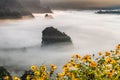 The Mist and Sunrise Time with Maxican SunFlower, Landscape at Phu Langka, Payao Province, Thailand Royalty Free Stock Photo