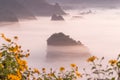 The Mist and Sunrise Time with Maxican SunFlower, Landscape at Phu Langka, Payao Province, Thailand Royalty Free Stock Photo