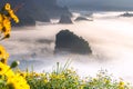 The Mist and Sunrise Time with Maxican SunFlower, Landscape at Phu Langka, Payao Province, Thailand Royalty Free Stock Photo