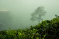 Mist in tea plantaion