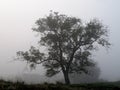 Tree silhouet Royalty Free Stock Photo