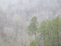 Mist in the Trees along the Tennessee Bluffs