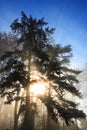 Mist, trees and sun Royalty Free Stock Photo