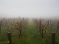 Mist vineyard in a cold morning