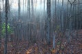 Mist in the Woods on Wolf Creek Royalty Free Stock Photo