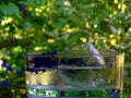 Misted glass bowl with water and aconitum flowers on a blurred background Royalty Free Stock Photo