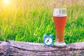 Misted glass of cold beer and an alarm clock at the background of green grass at sunset. Time to take a break and drink beer. Royalty Free Stock Photo