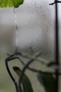 misted window and green plant Royalty Free Stock Photo