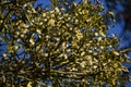 Under the mistletoe, a kiss ? Royalty Free Stock Photo