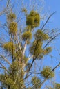 Misteltoes on a tree with blue sky Royalty Free Stock Photo