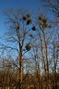 Misteltoes in a tree Royalty Free Stock Photo