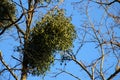 Misteltoes in a tree Royalty Free Stock Photo