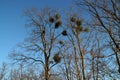 Misteltoes in a tree Royalty Free Stock Photo