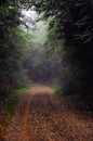 Misterious forest road on a foggy rainy day.