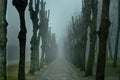 Misterious landscape with misty tree alley.