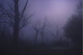 Misterious Night Foggy Forest AI Generated