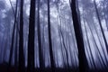 Misterious pine woods Royalty Free Stock Photo