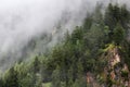 Foggy forest close to Neuschwanstein castle, Germany