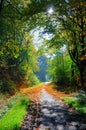 Misterious shady green alley with trees