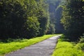 Misterious shady green alley with trees