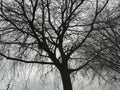 Misterious tree and Grey sky