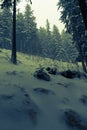 Misterious winter forest Royalty Free Stock Photo