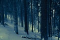 Misterious winter forest Royalty Free Stock Photo