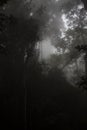 Misteryous dark forest with full foliage and a dense fog crossing it. Royalty Free Stock Photo