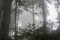 Misteryous scene of rainforest foliage with dense fog Royalty Free Stock Photo