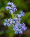 Mistflower Royalty Free Stock Photo