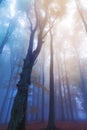 Mistic foggy forest . Royalty Free Stock Photo