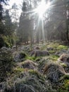 Mistic forest and sun Royalty Free Stock Photo