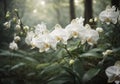 Serenity in Nature: White Orchids Amidst Enchanting Forest Landscape - Flower background photo