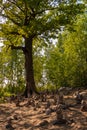 Mistical stone handmade figures near old oak tree in forest shot on day