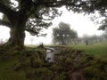 Mistique forest with mist and green grass Royalty Free Stock Photo