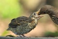 Mistle thrush