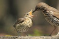 Mistle thrush