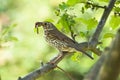 Mistle thrush