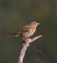 Mistle Thrush on branch Royalty Free Stock Photo